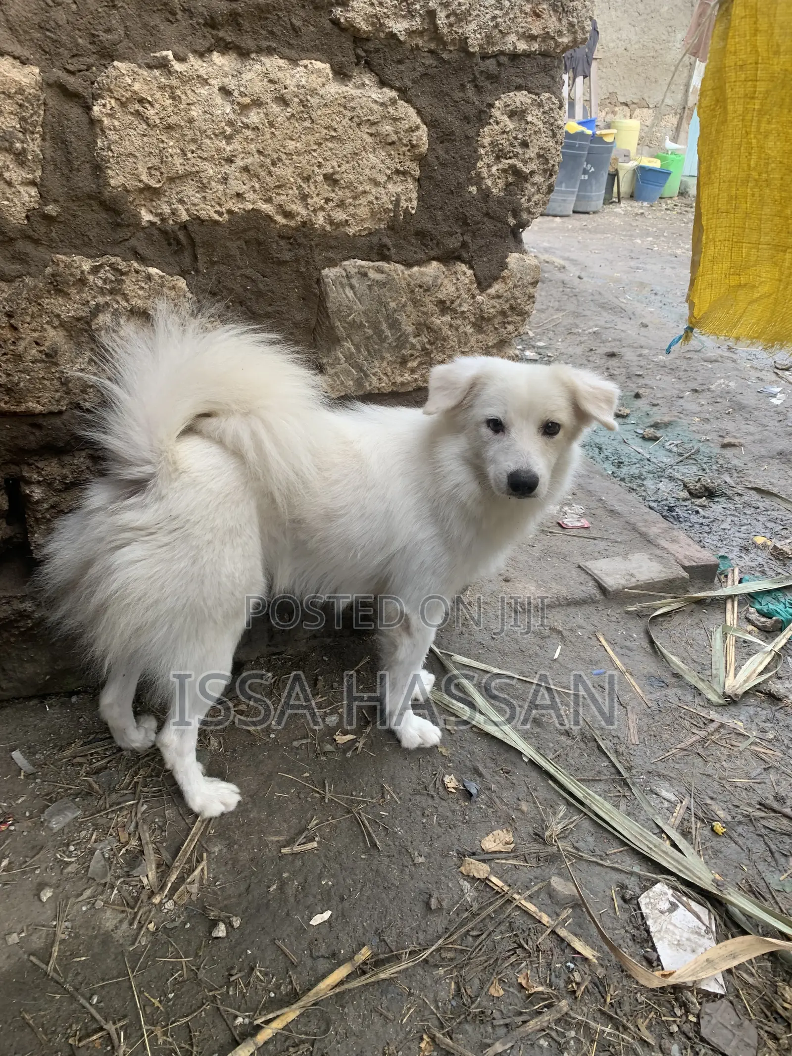 6-12 months Male Purebred Japanese Spitz