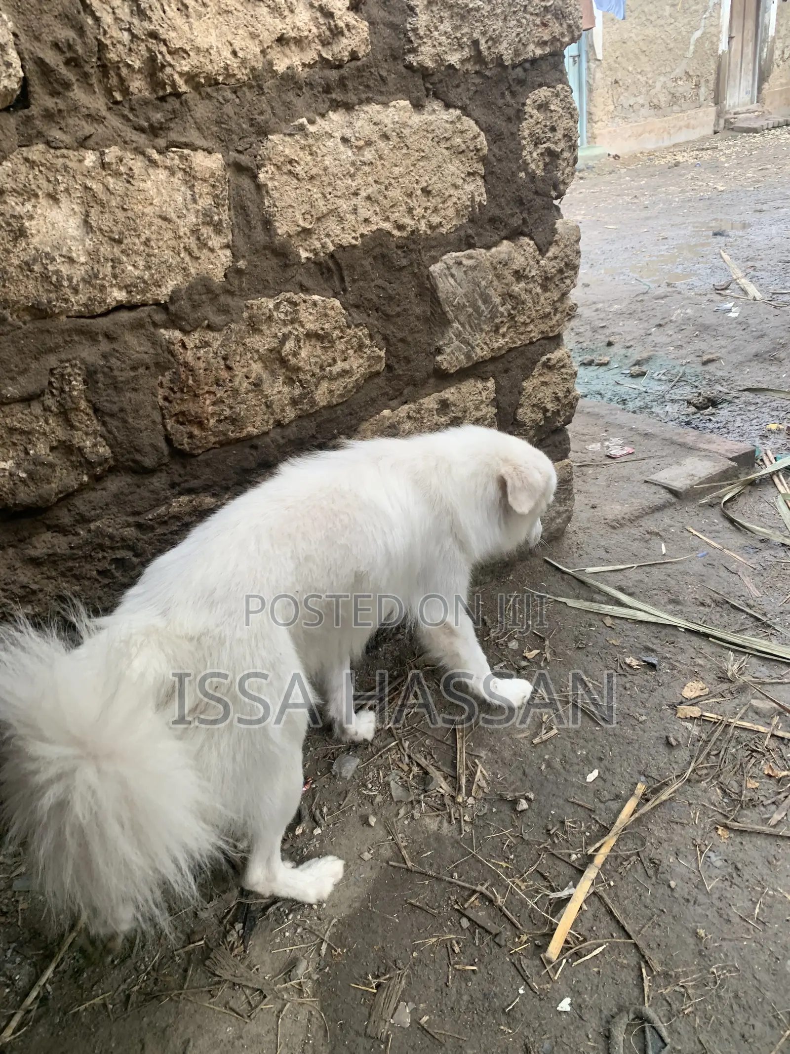 6-12 months Male Purebred Japanese Spitz