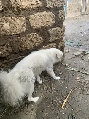 6-12 months Male Purebred Japanese Spitz