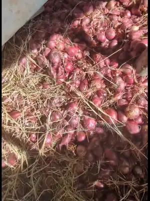 Red Creole Onion