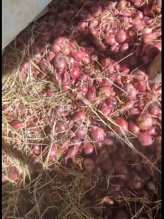 Red Creole Onion