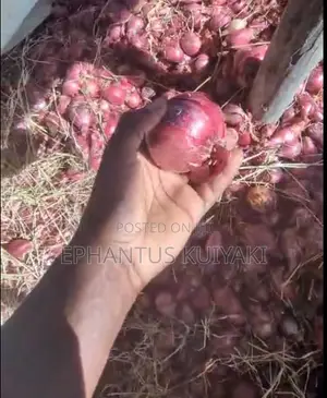Red Creole Onion