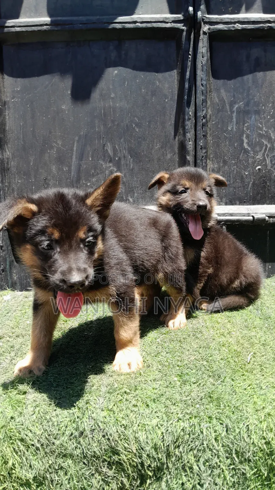 1-3 months Male Purebred German Shepherd