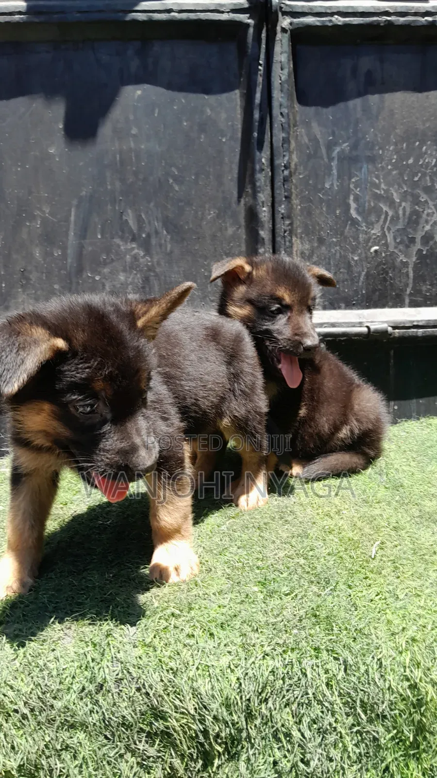 1-3 months Male Purebred German Shepherd