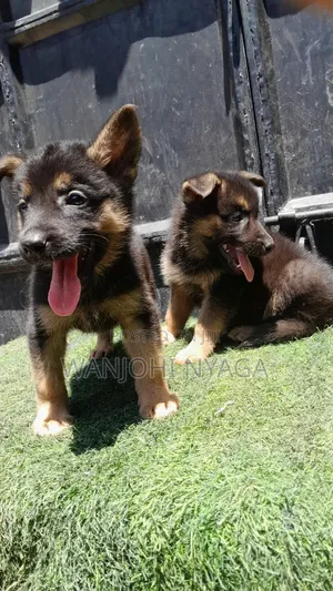 1-3 months Male Purebred German Shepherd