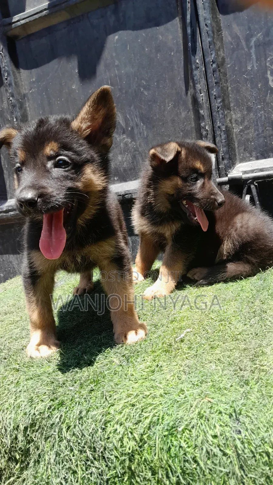 1-3 months Male Purebred German Shepherd