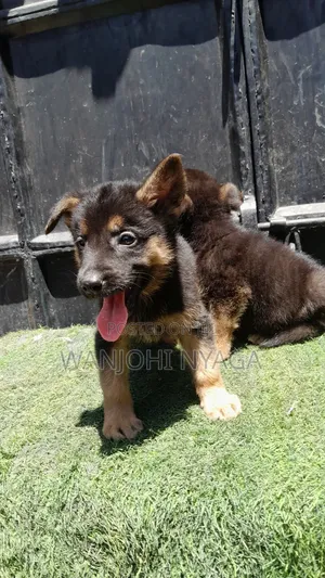 1-3 months Male Purebred German Shepherd