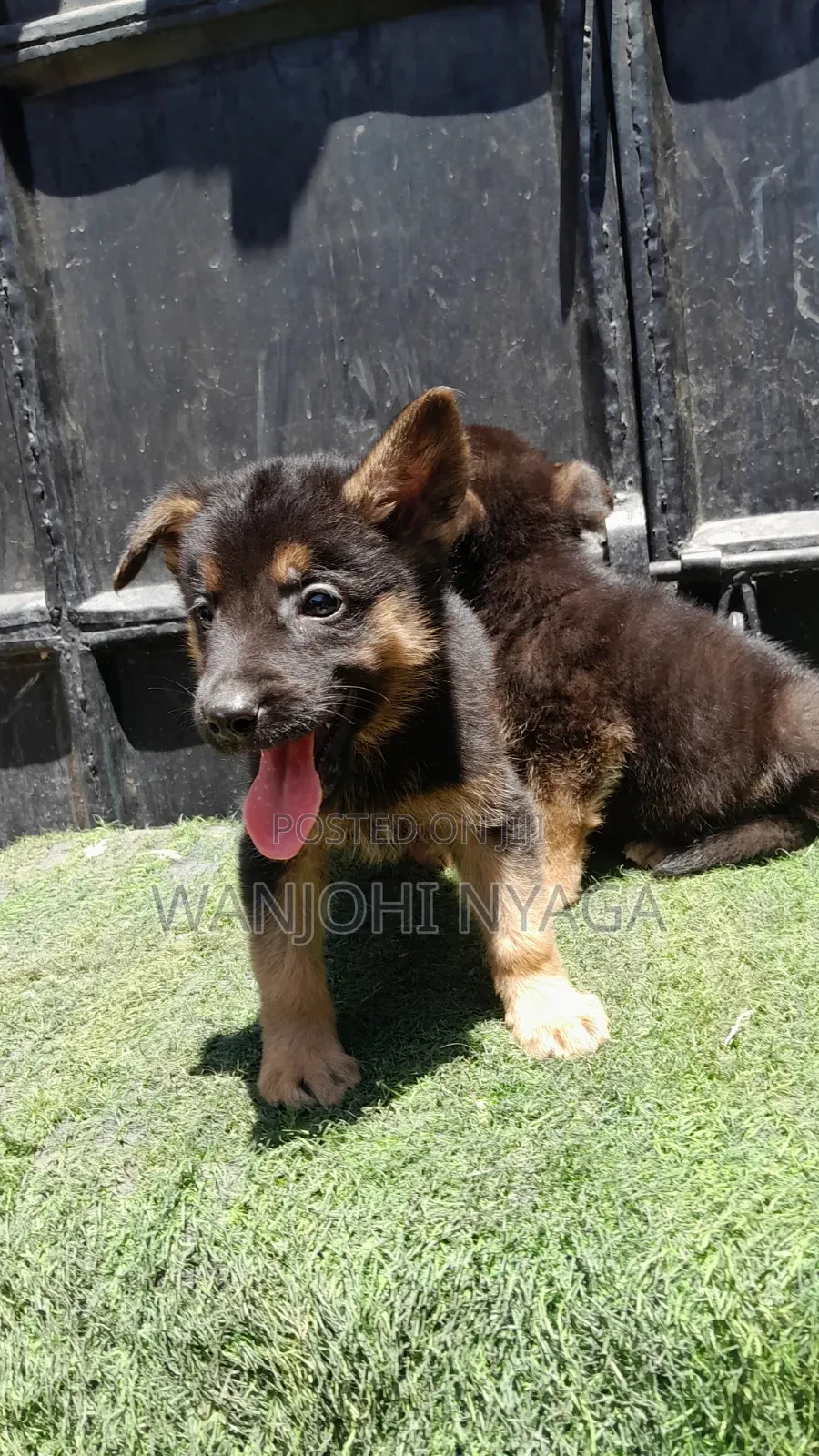 1-3 months Male Purebred German Shepherd