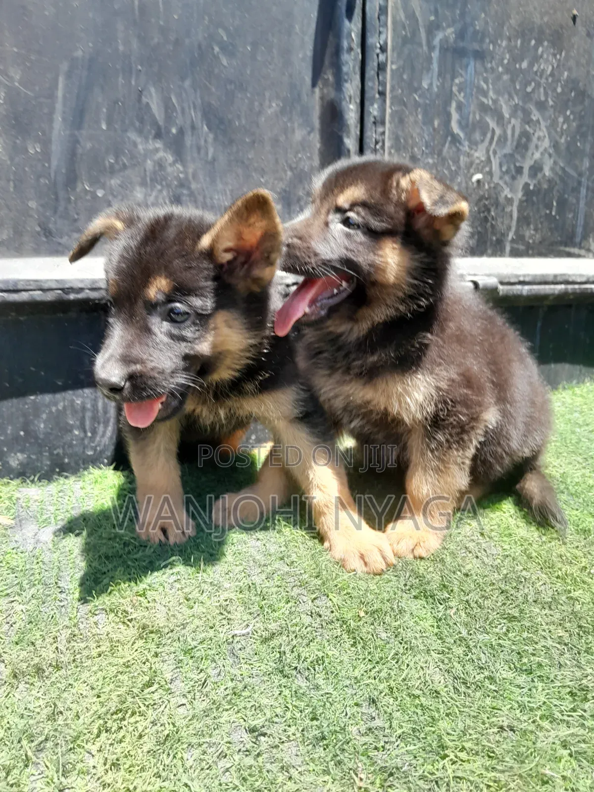 1-3 months Male Purebred German Shepherd