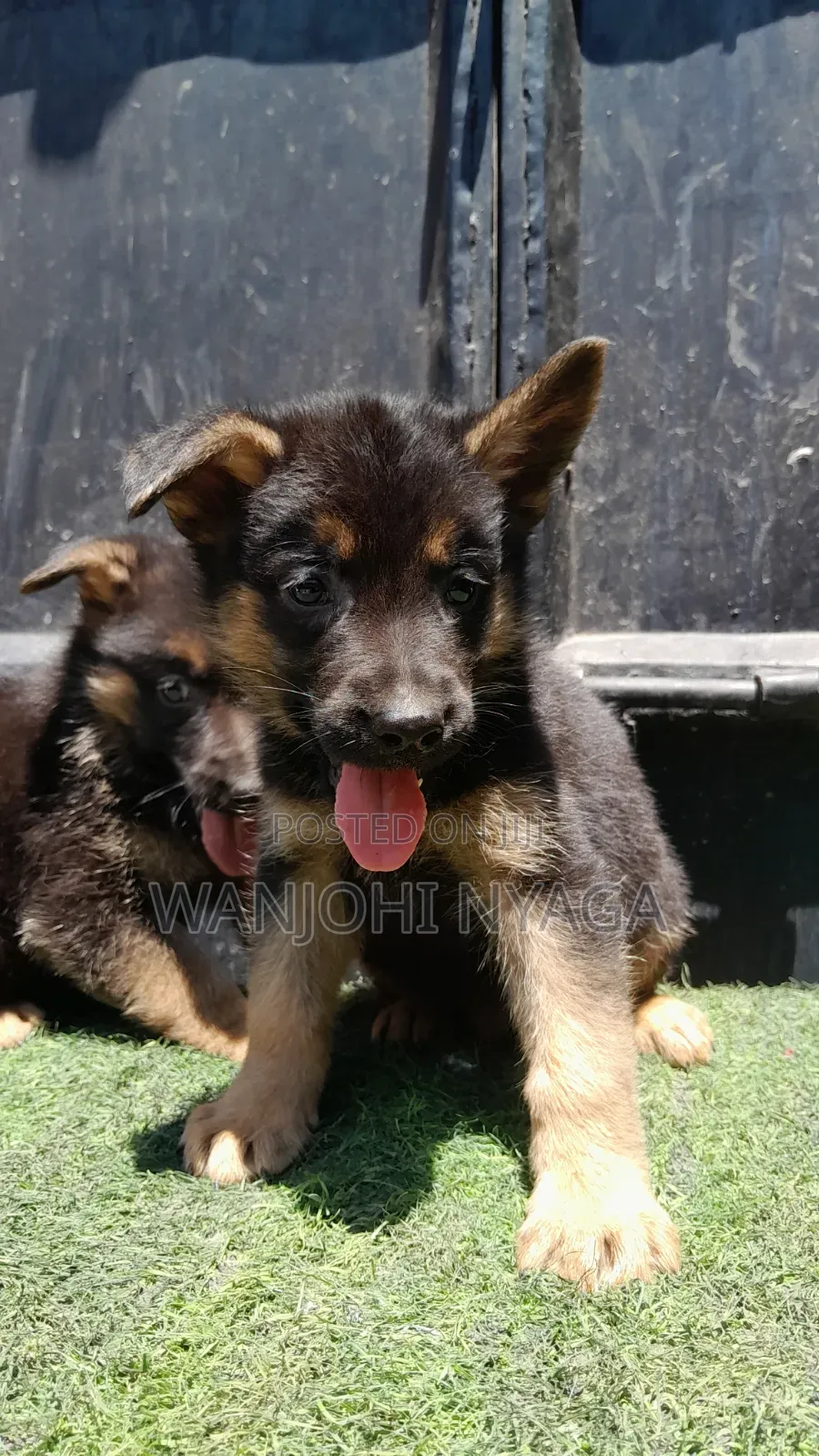 1-3 months Male Purebred German Shepherd