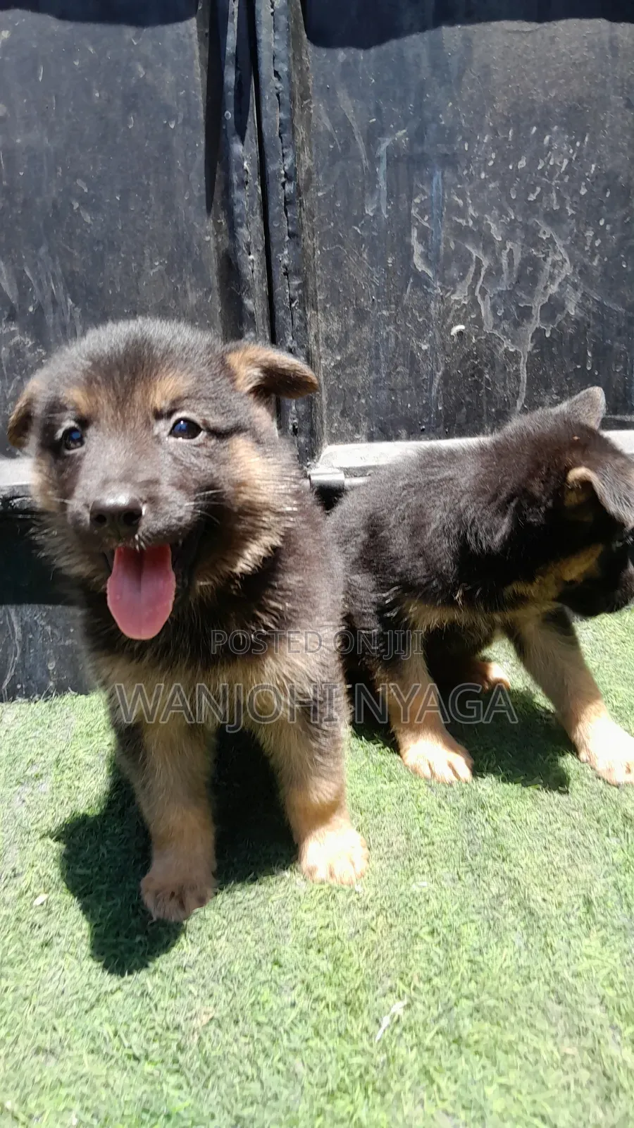 1-3 months Male Purebred German Shepherd