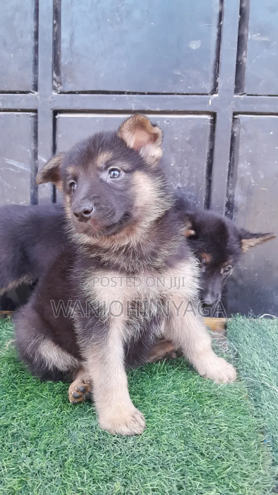 1-3 months Male Purebred German Shepherd