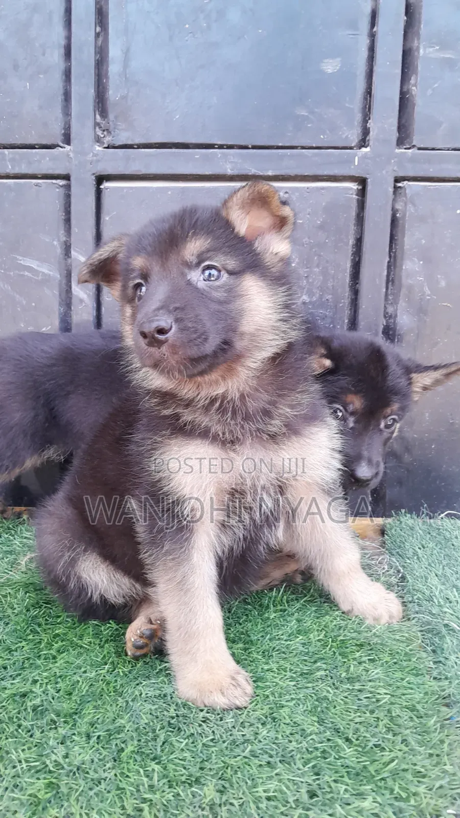 1-3 months Male Purebred German Shepherd