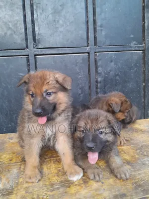 1-3 months Male Purebred German Shepherd