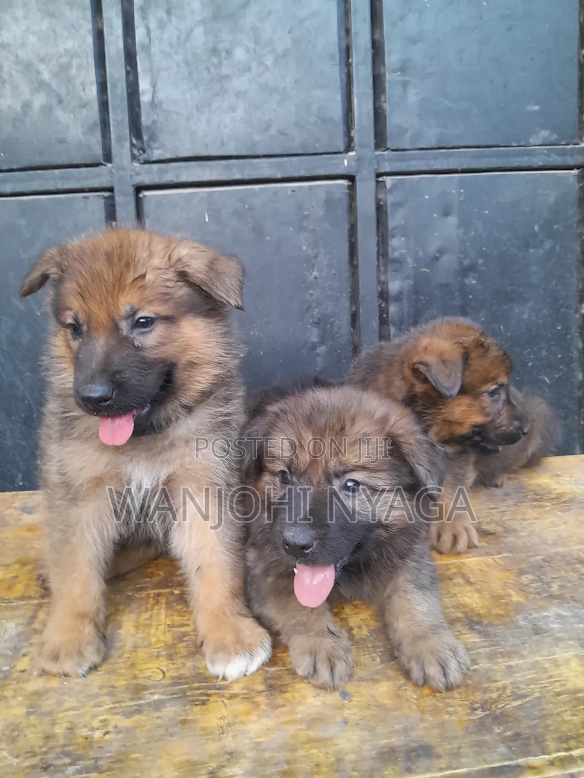 1-3 months Male Purebred German Shepherd