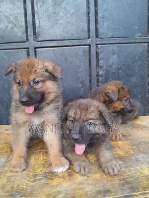 1-3 months Male Purebred German Shepherd