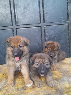 1-3 months Male Purebred German Shepherd
