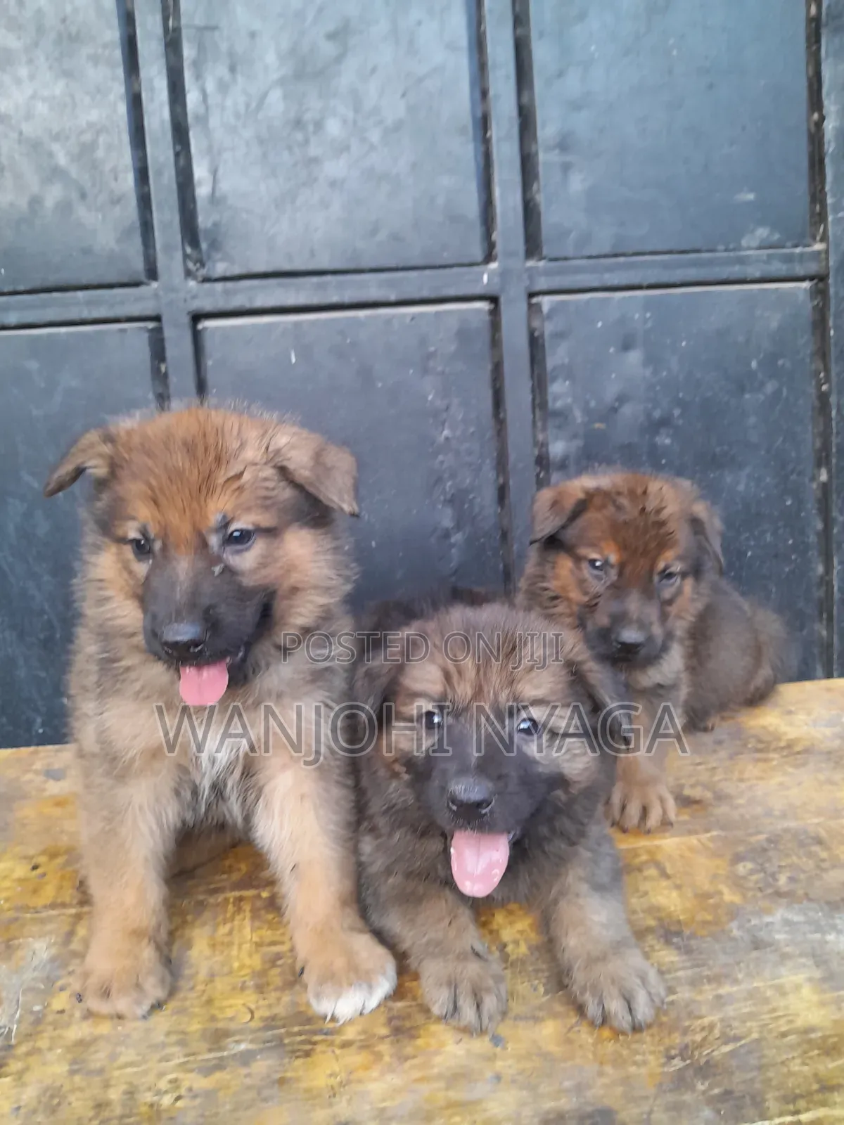 1-3 months Male Purebred German Shepherd