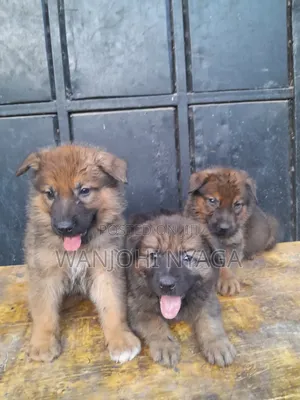 1-3 months Male Purebred German Shepherd