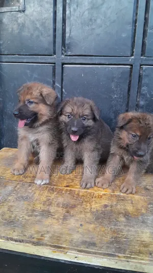 1-3 months Male Purebred German Shepherd