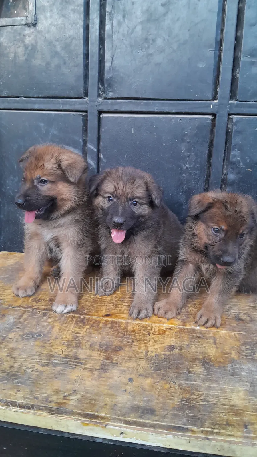 1-3 months Male Purebred German Shepherd