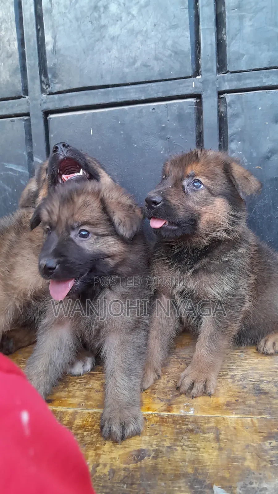 1-3 months Male Purebred German Shepherd
