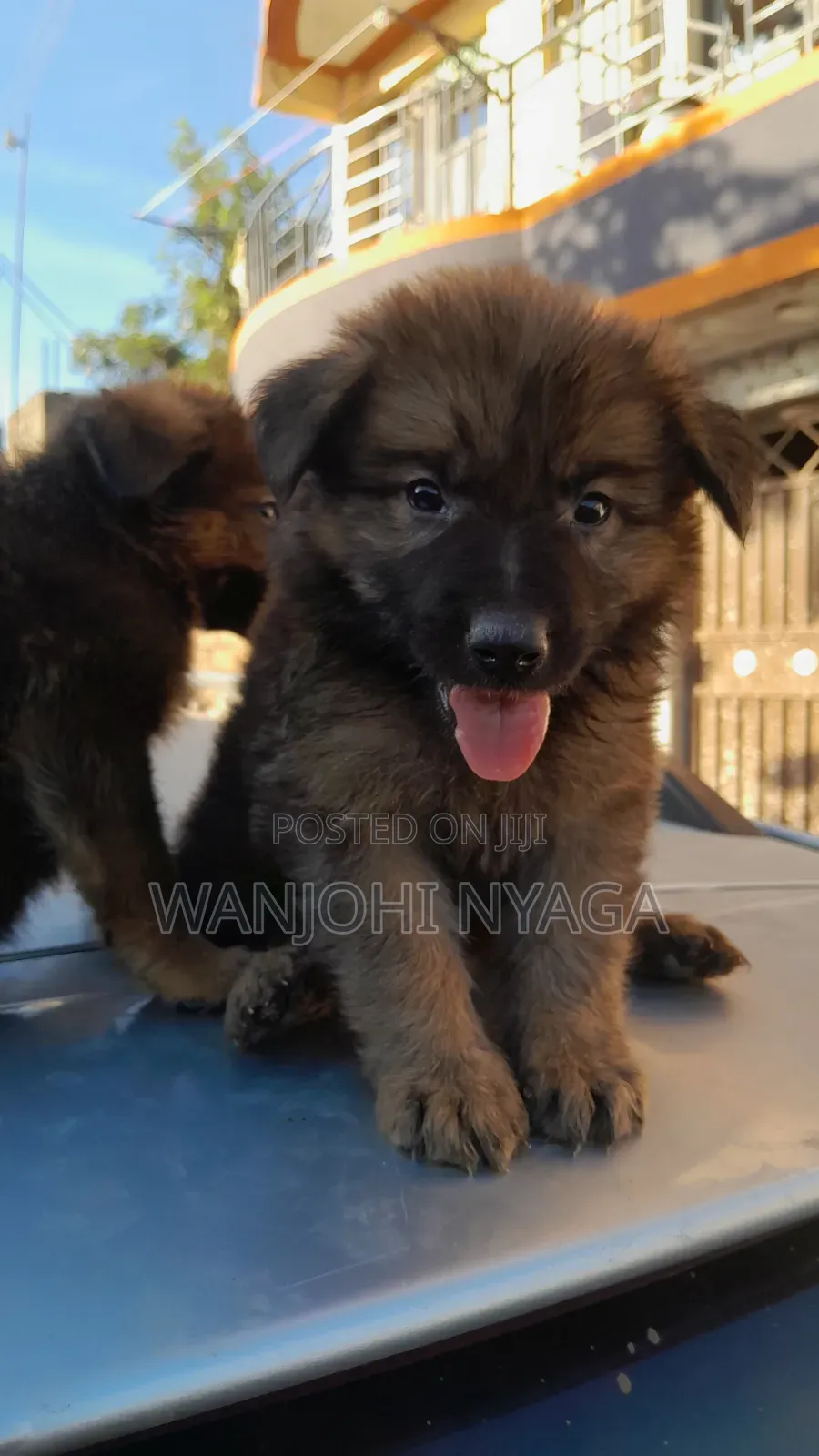 1-3 months Male Purebred German Shepherd