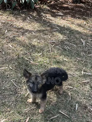 3-6 months Female Purebred German Shepherd