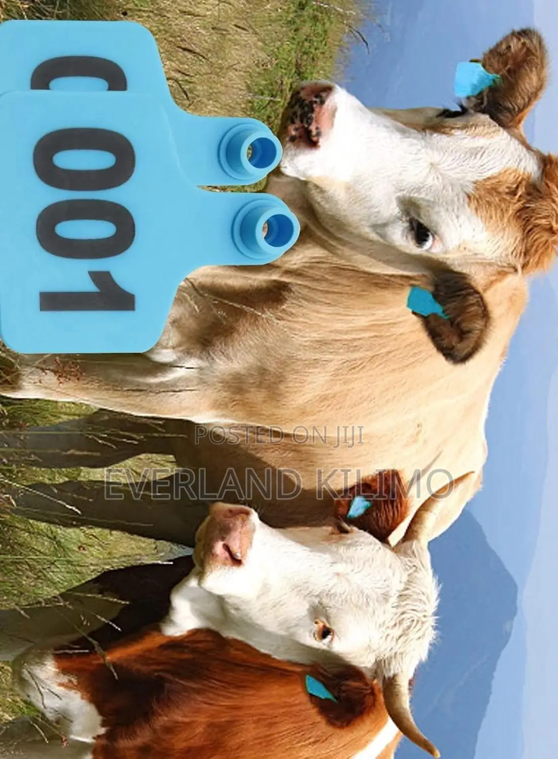 Versatile Farm Use Medium Blue Numbered Ear Tags for Cows
