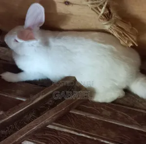 Selling Hybrid Rabbits