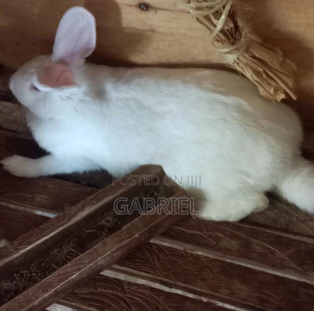Selling Hybrid Rabbits