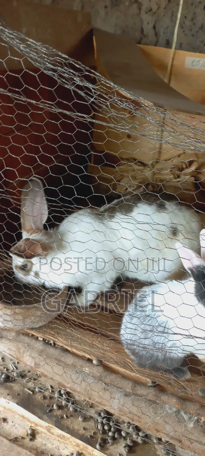 Selling Hybrid Rabbits