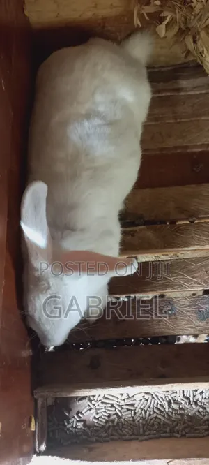 Selling Hybrid Rabbits