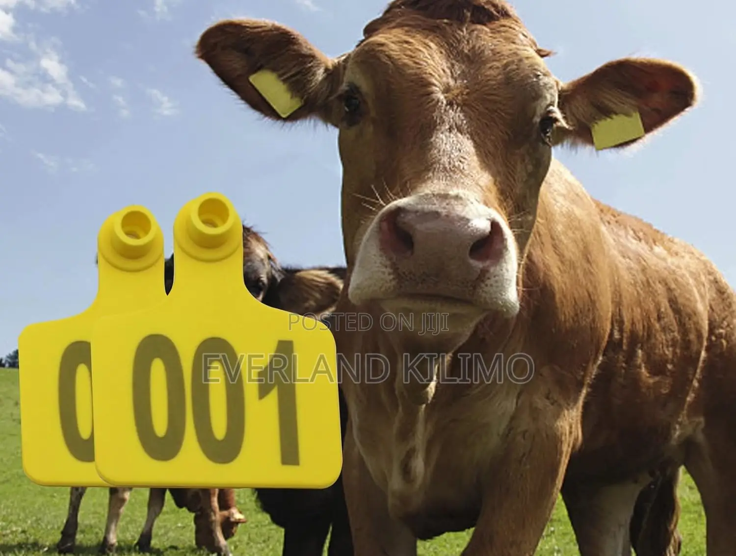 Flexible and Durable Material Medium Numbered Ear Tags