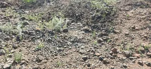 13 Acres of Land for Sale – Mogotio Chemogoch