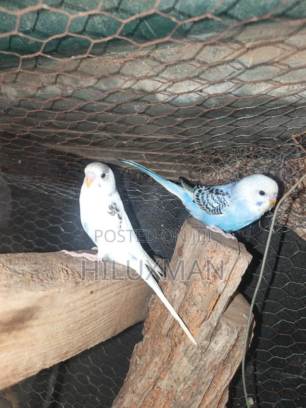 Budgies for Sale