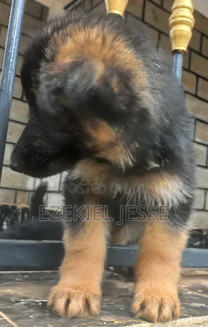 1-3 months Male Purebred German Shepherd