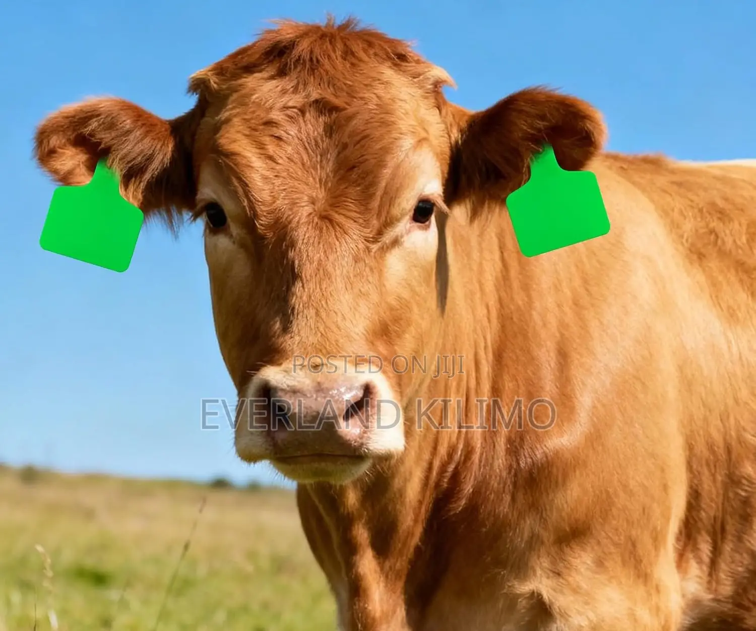 Cow Identification Tags Large Green Plain