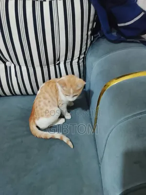1-3 months Female Mixed Breed Cat