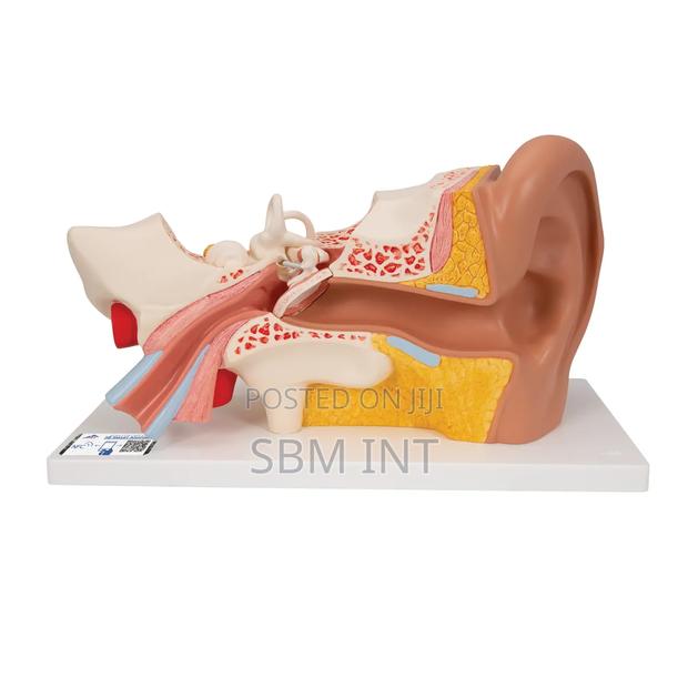 Human Ear Model