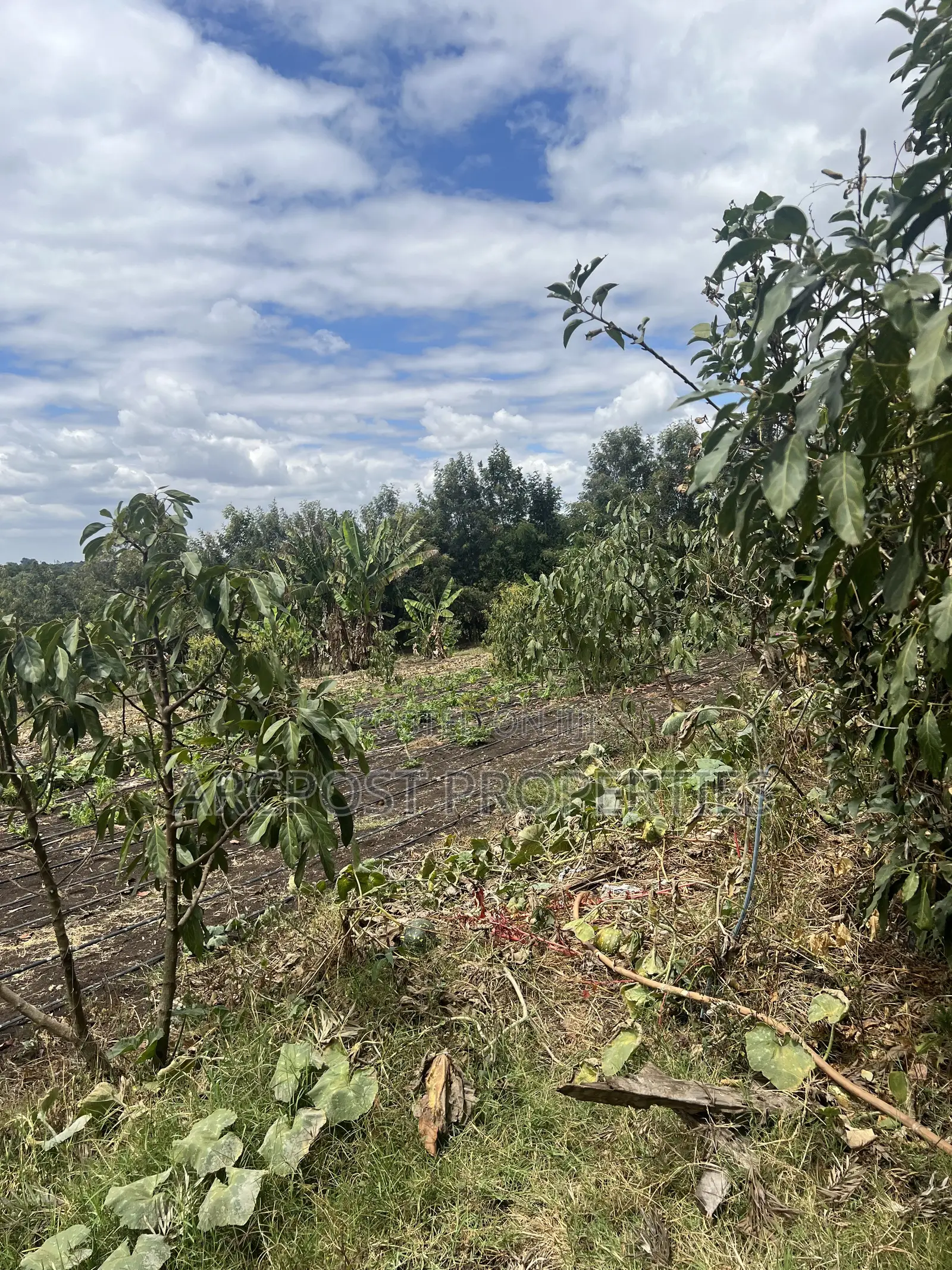 2 Acres Prime Land for Sale in Olkeri 200m From Tarmac With Borehole