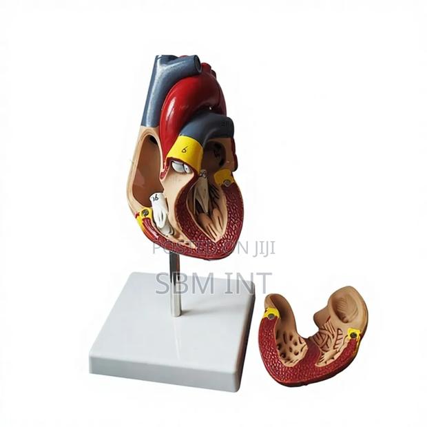 Human Heart Model - main view