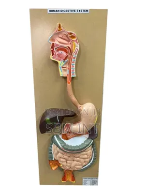 Human Digestive System Model