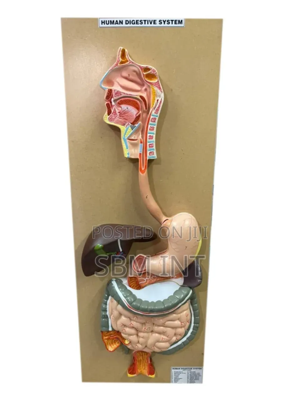 Human Digestive System Model