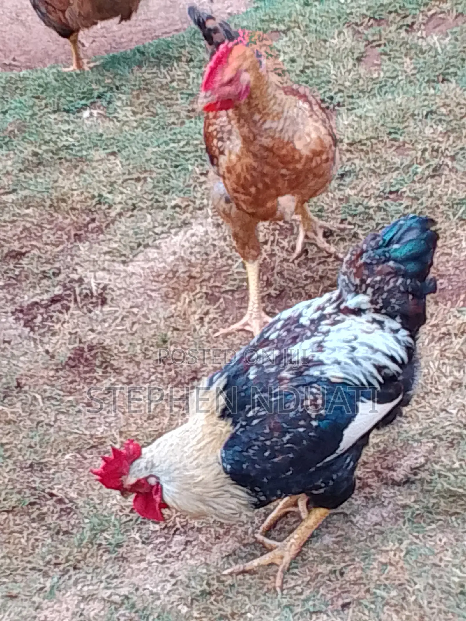 Kienyenji Jogoo for Sale