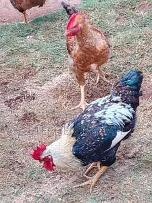 Kienyenji Jogoo for Sale