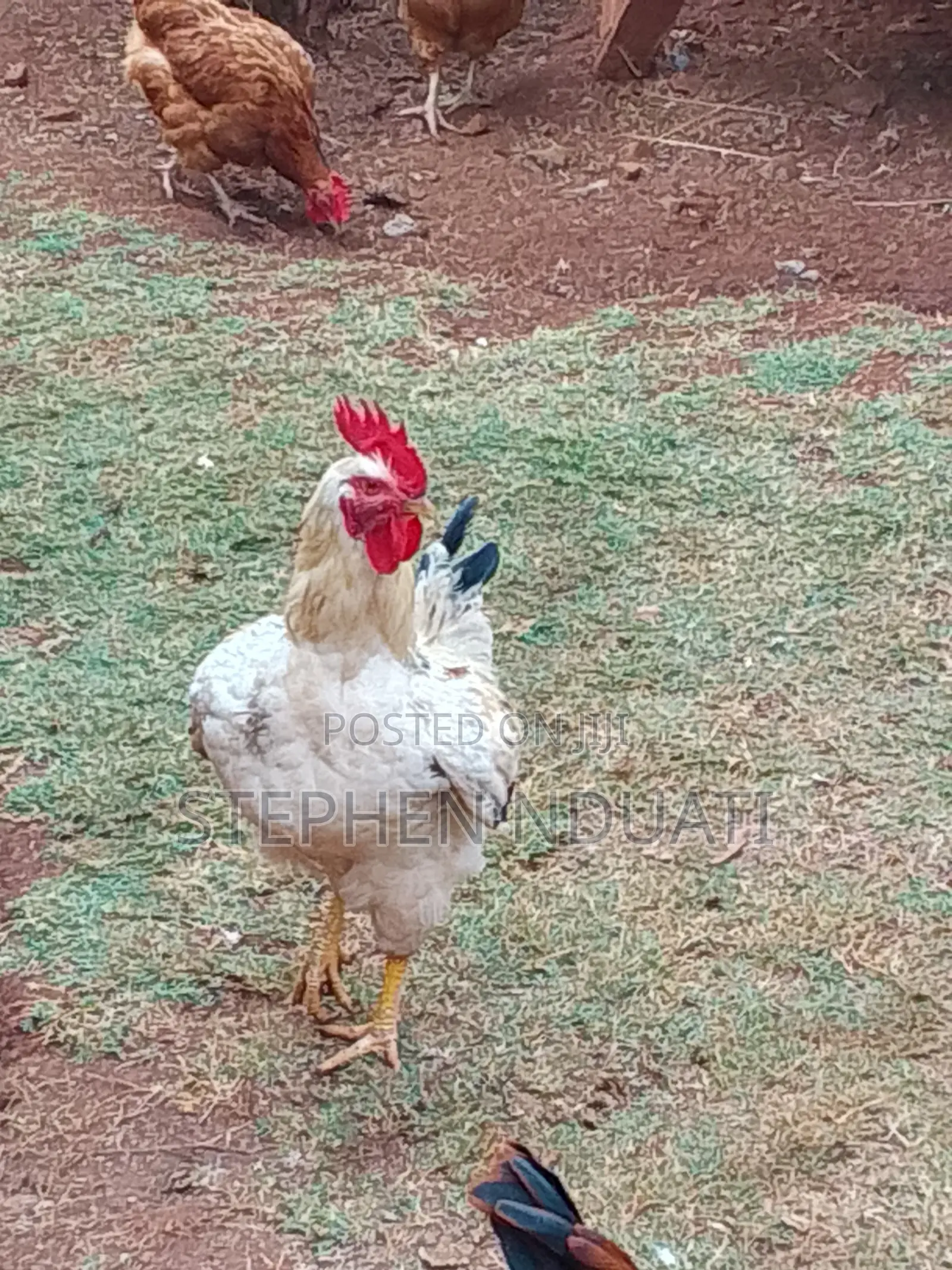 Kienyenji Jogoo for Sale