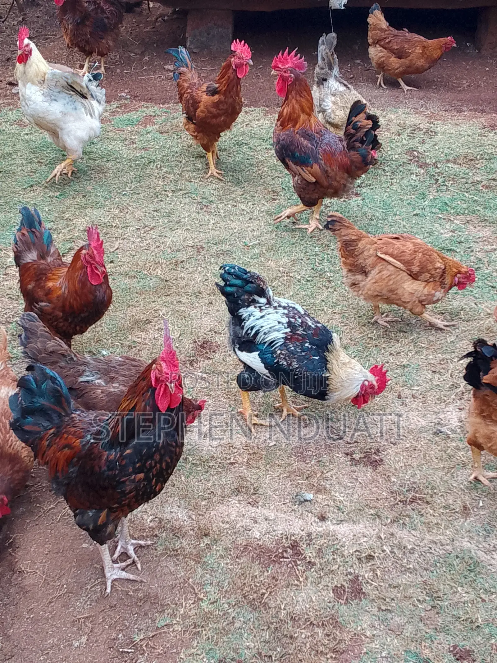 Kienyenji Jogoo for Sale