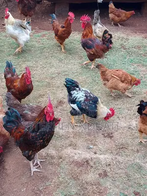Kienyenji Jogoo for Sale