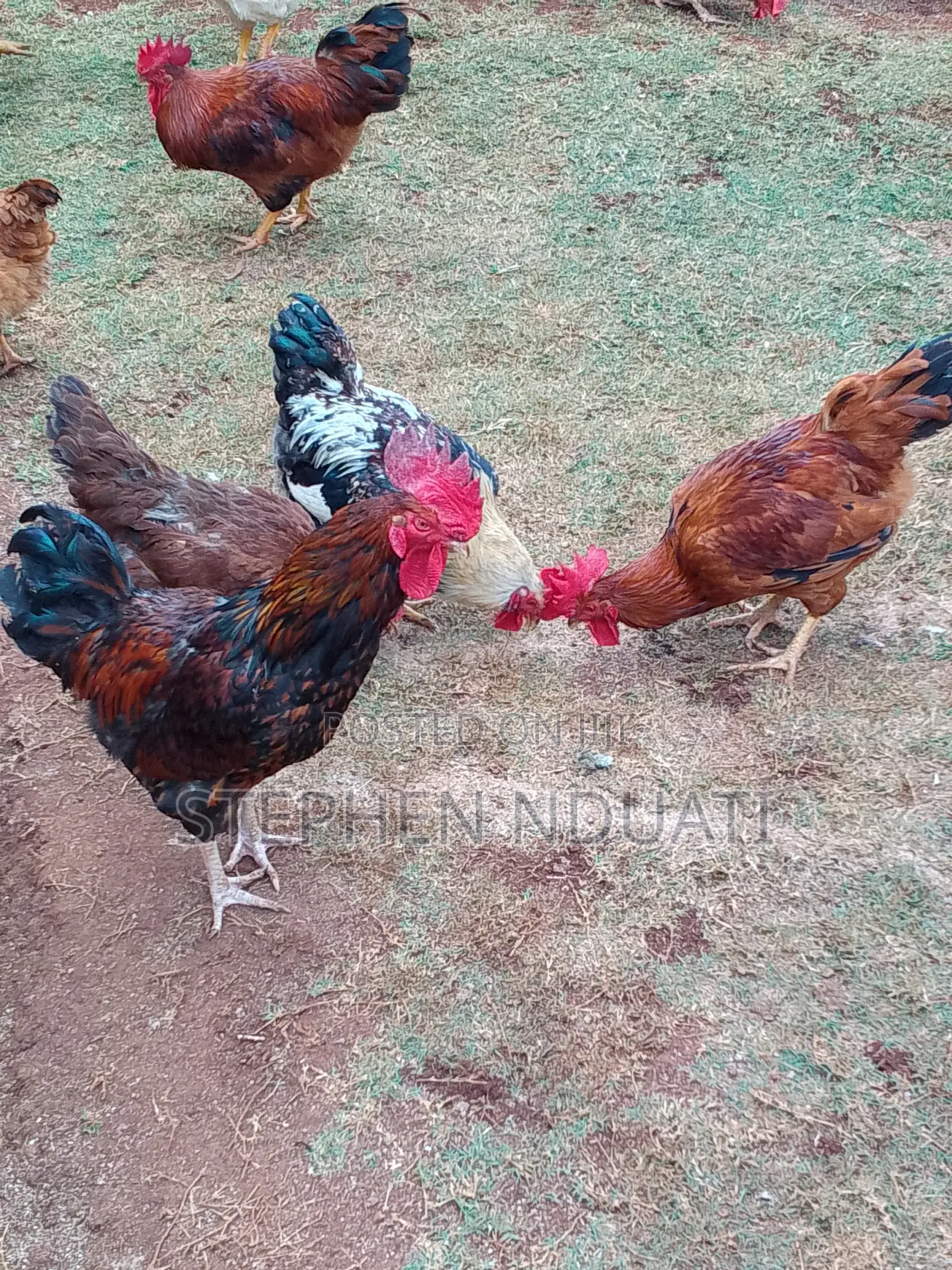 Kienyenji Jogoo for Sale